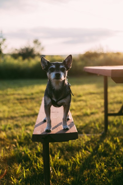 How Does Professional Training Improve My Dog’s Behavior?