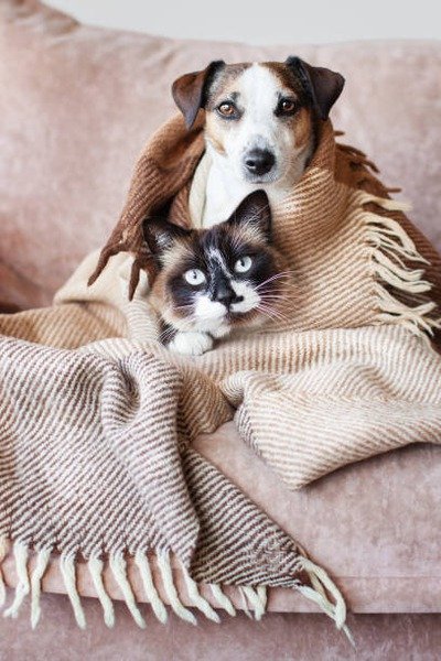 How Do You Recognize a Veterinary Emergency?